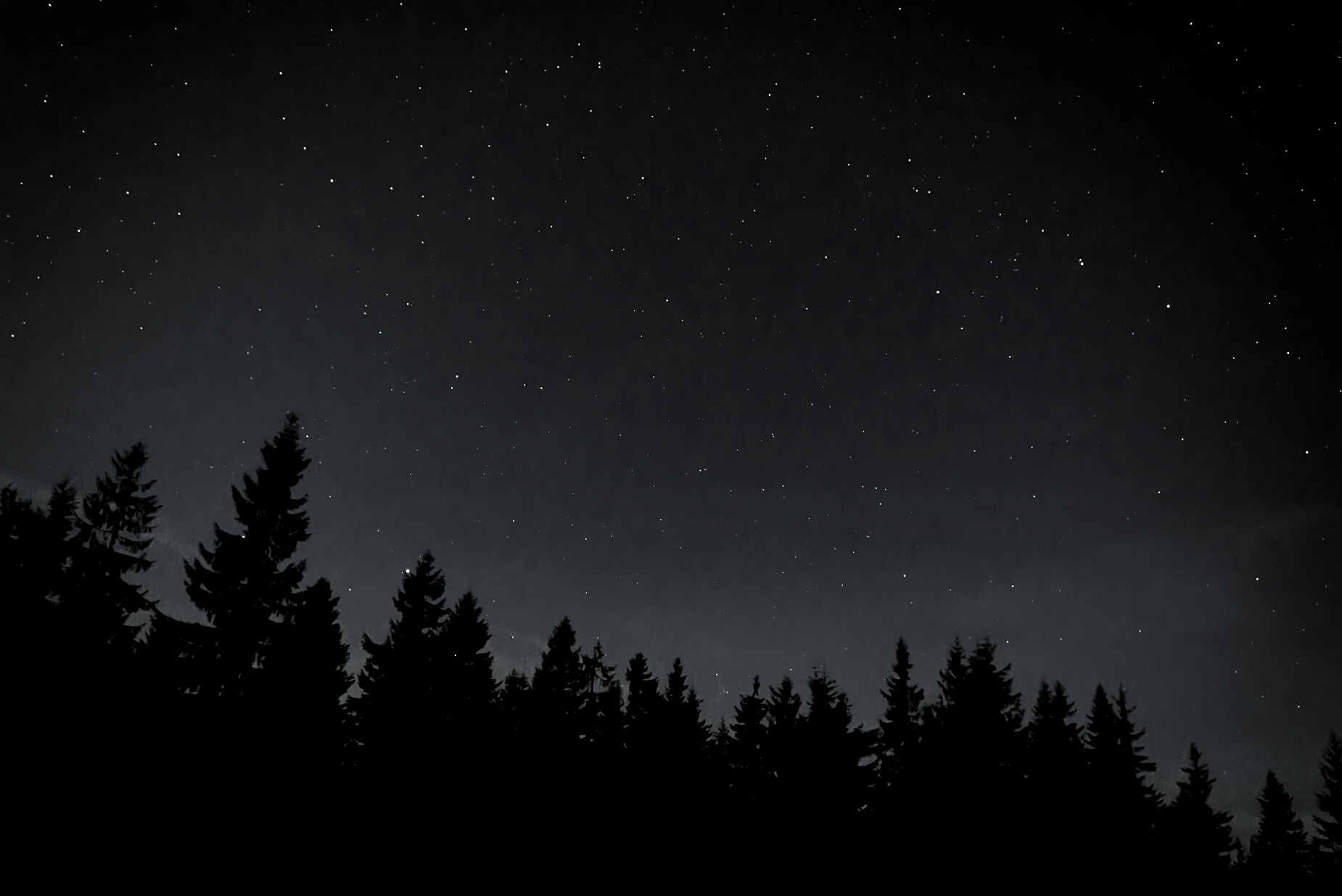 Night Sky with Silhouette of Pine Trees